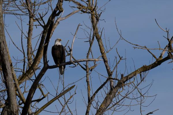 /Images/uploads/Sonoma County Regional Parks Foundation/springlake50/entries/29130thumb.jpg